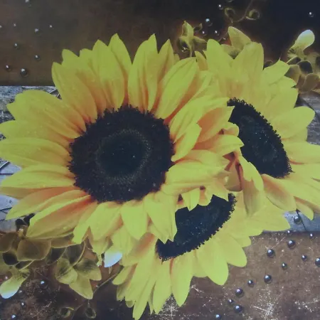 Frühstückspension Onder Ons Riet *